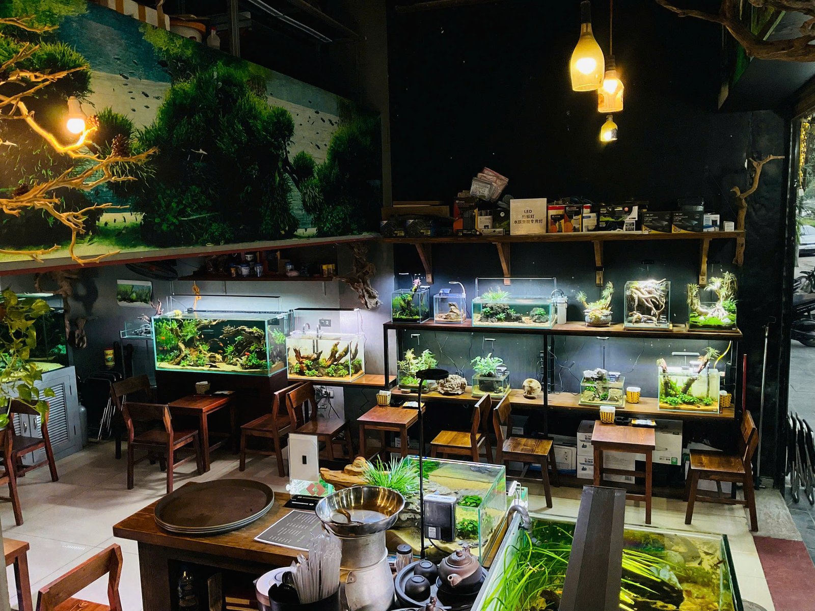 Bể cá thủy sinh 19