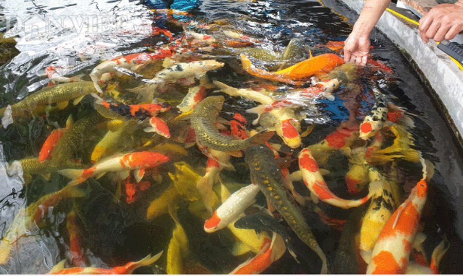 🐟 Đàn Cá - Hồ Koi & Cá Cảnh