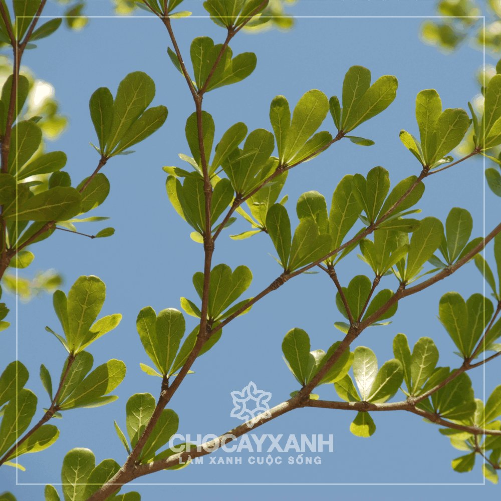 Cây Bàng Đài Loan