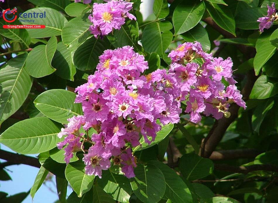 Cây Bằng Lăng Tím