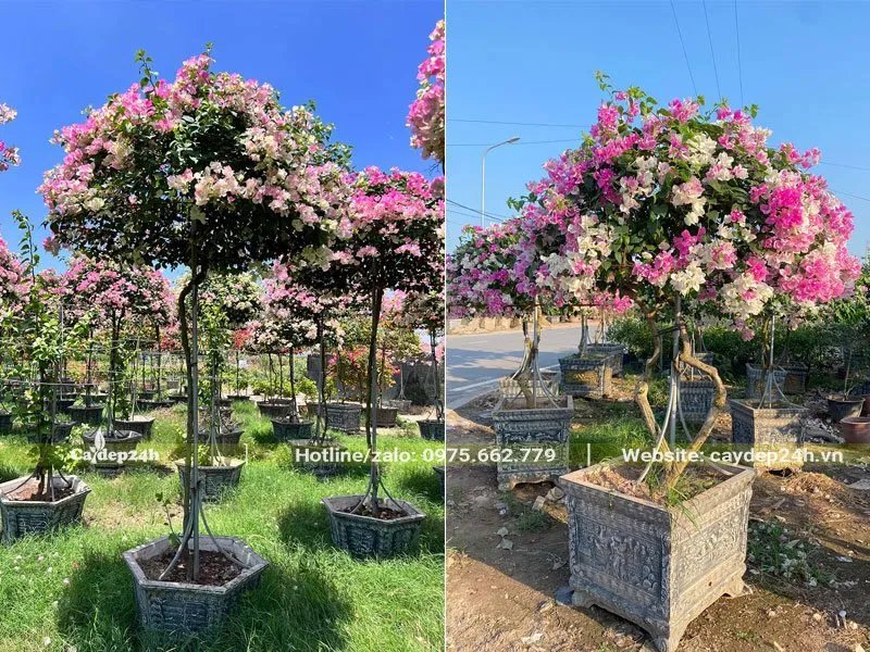 Bougainvillea - Giấy