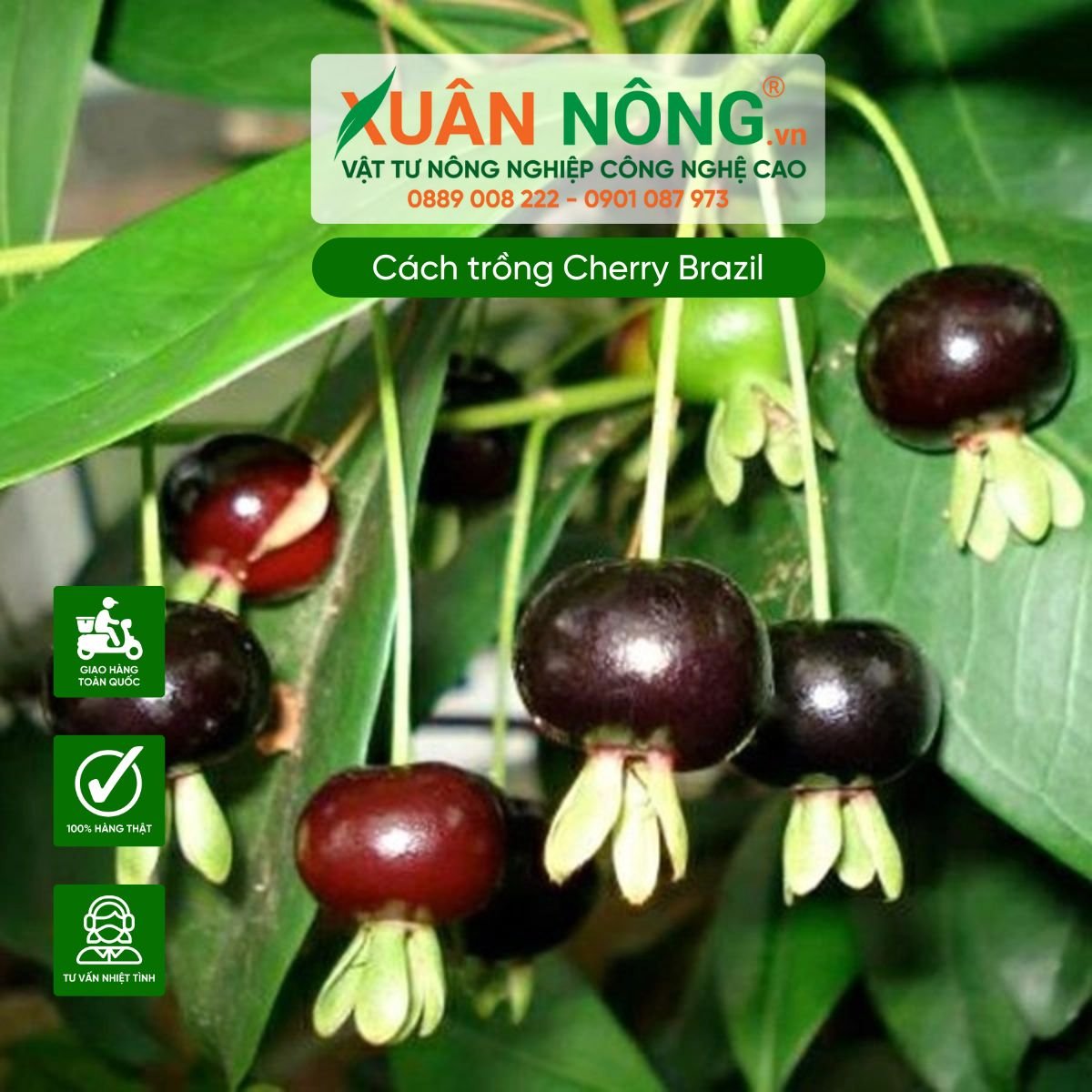 Cây Cherry Brazil