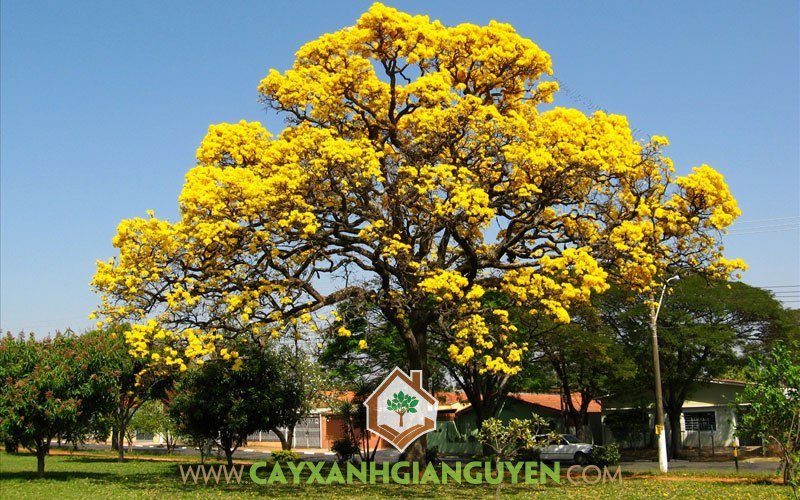 Cây Chuông Vàng
