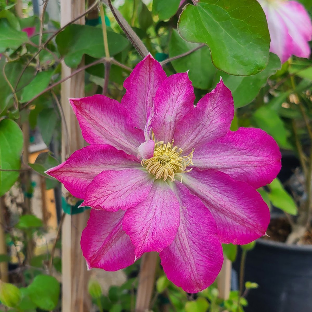 Cây Clematis