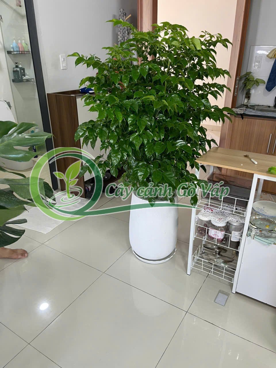 Cupressus (Cypress) - Cây cột Ý