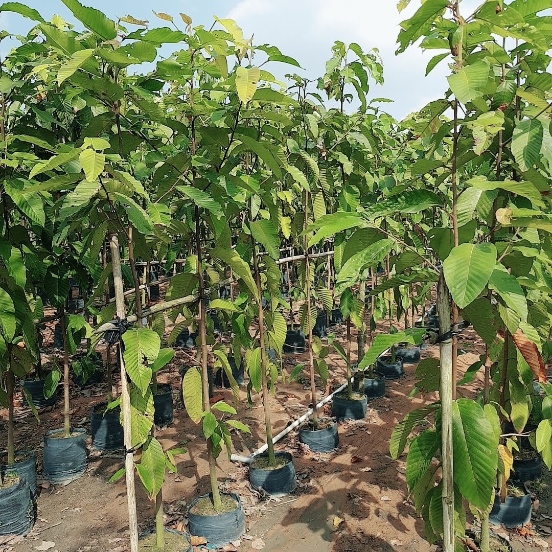 Cây Dầu Rái