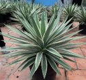 Cây Dứa Nam Mỹ (Agave)