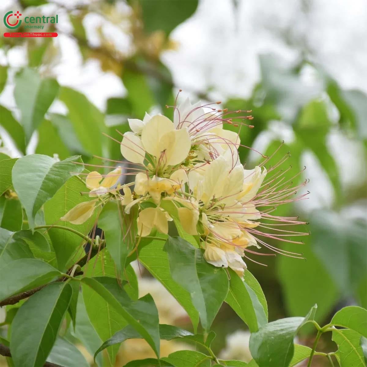 Cây Giềng Giềng