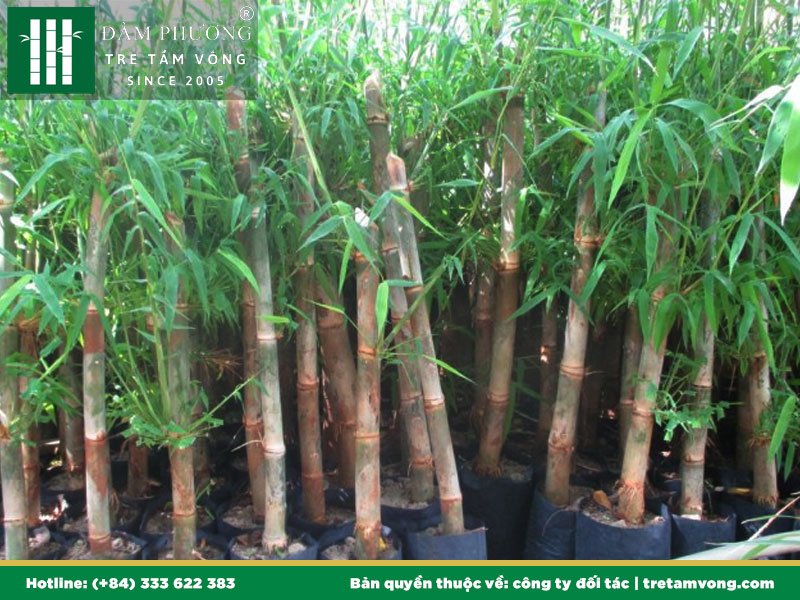 Cây Giống Tầm Vông