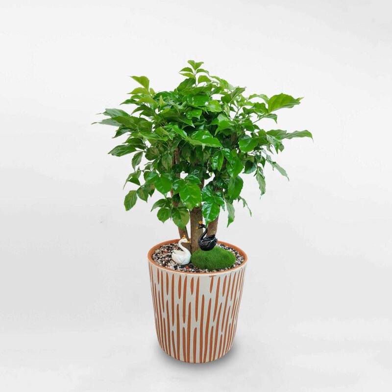 Cây Hạnh Phúc Thân Gỗ
