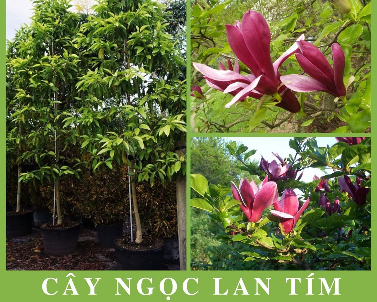 Cây Hoa Ngọc Lan (Tím)