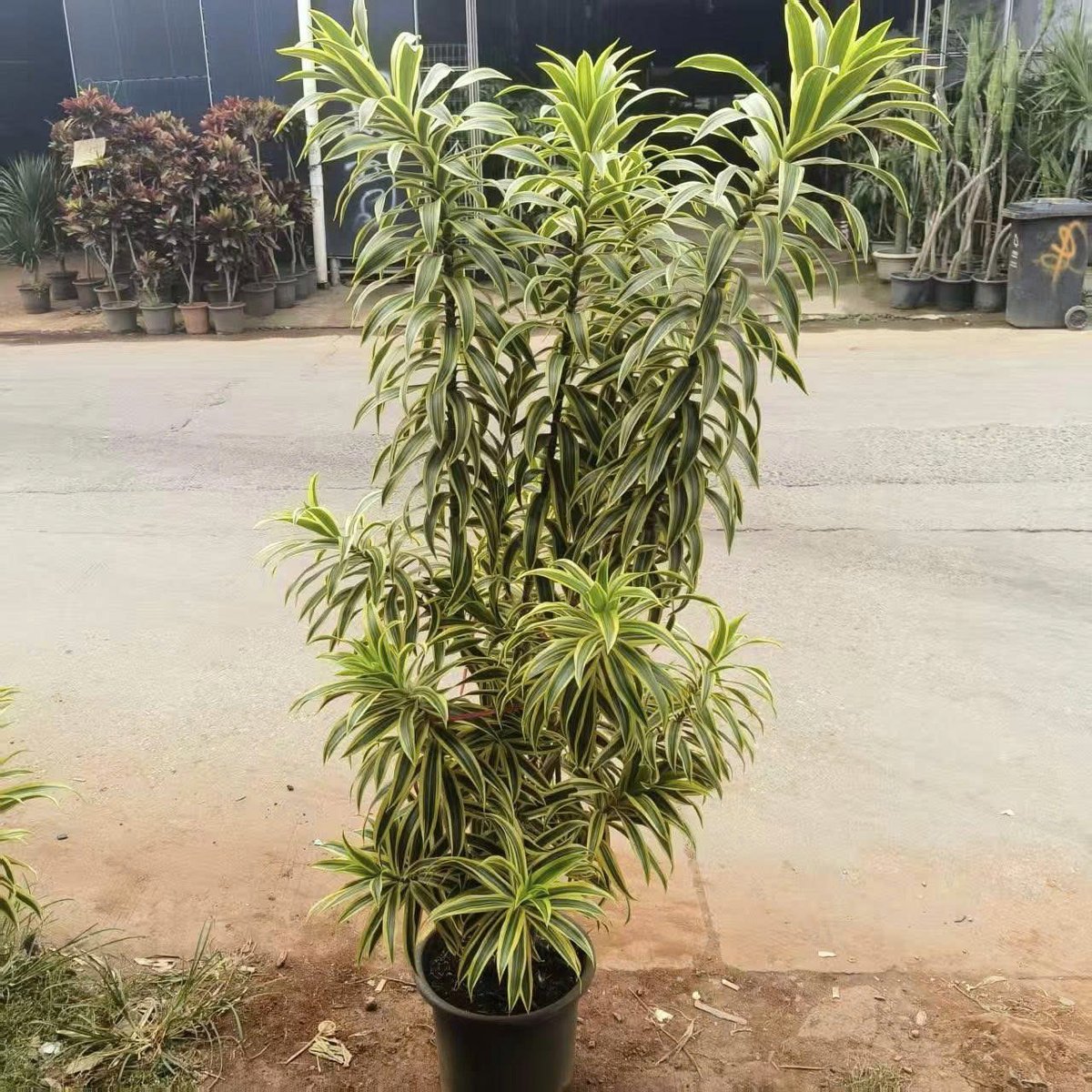 Cây Hoàn Kiếm