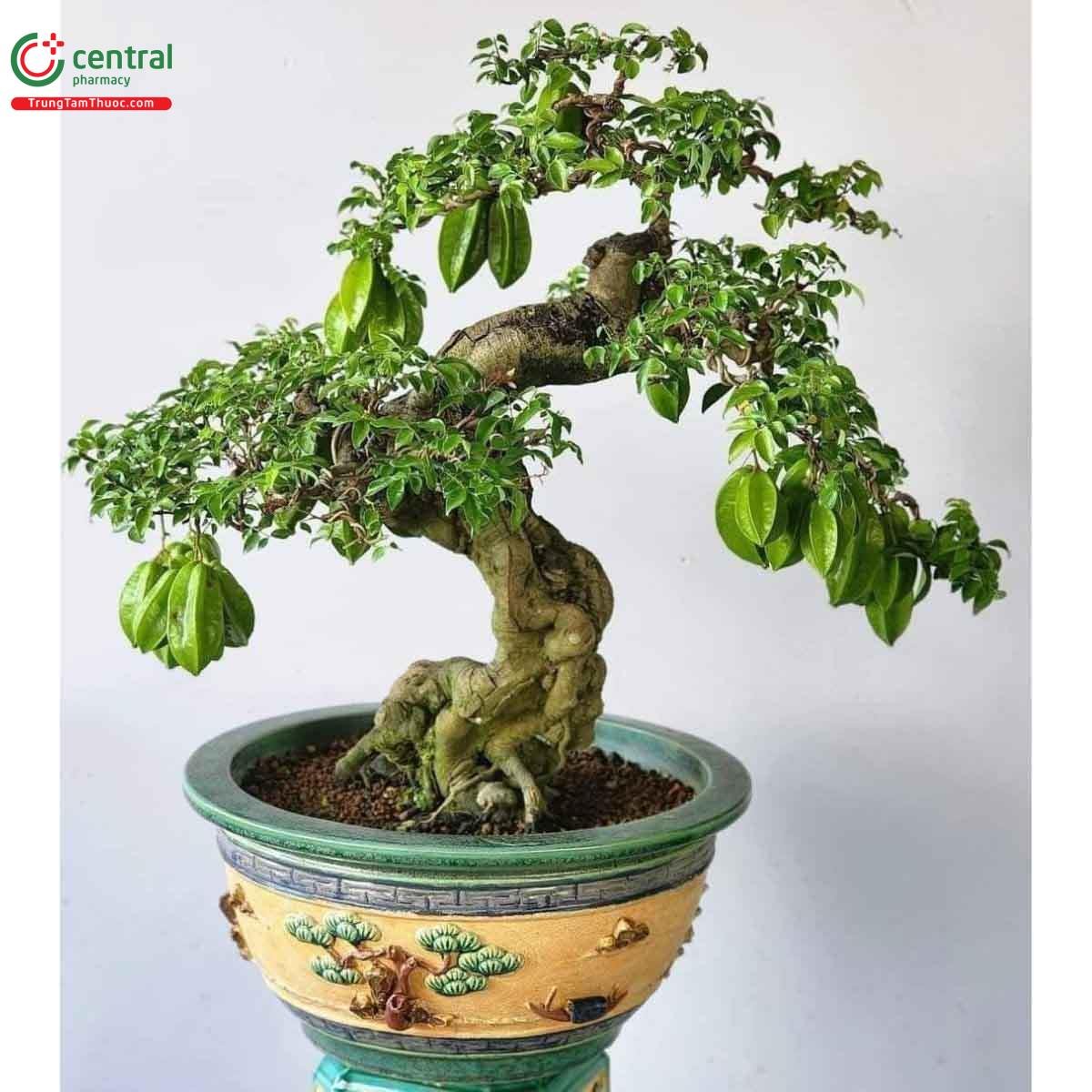 Cây Khế Bonsai