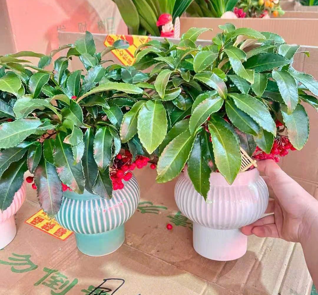 Cây Kim Ngân Lượng