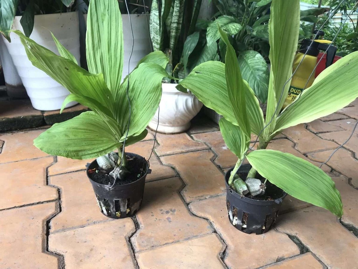 Cây Lan Bầu Rượu