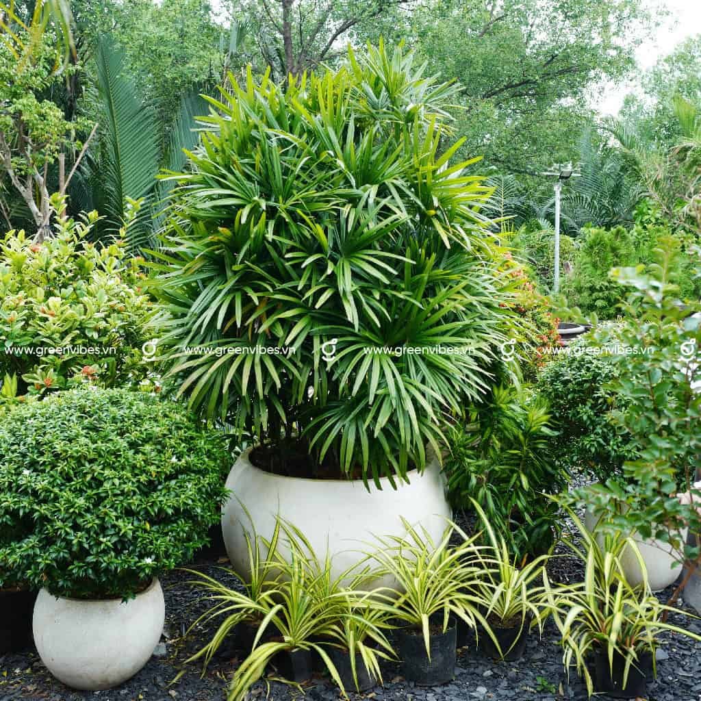 Cây Mật Cật
