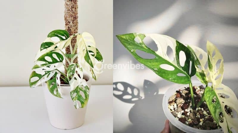 Cây Monstera Đột Biến
