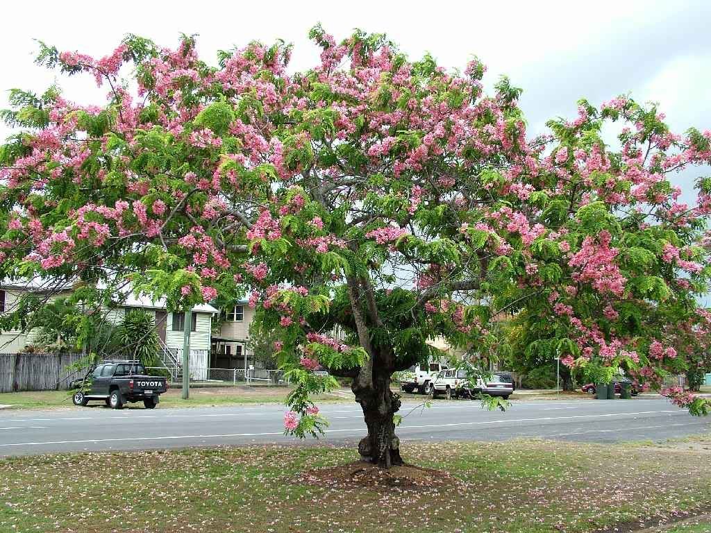 Cây Muồng Hoa Đào
