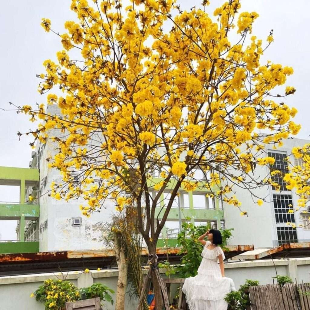 Cây Phong Linh