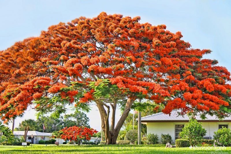 Cây Phượng Thân Gỗ