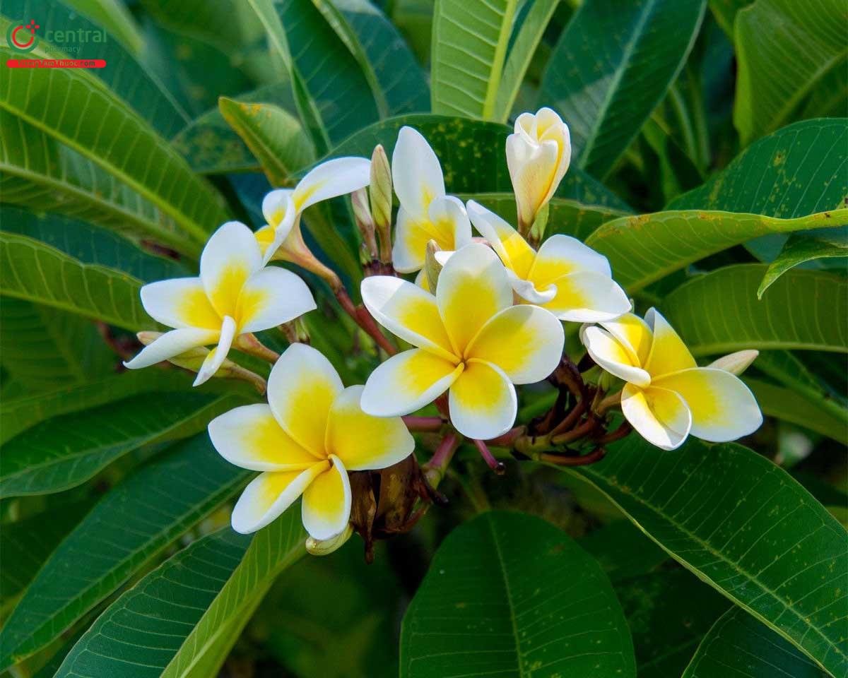 Cây Sứ Thái