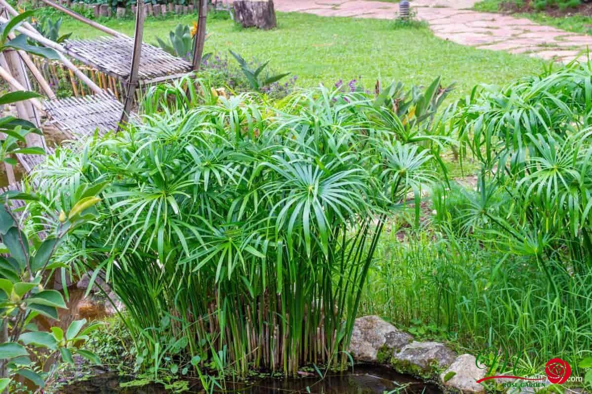 Cây Thủy Trúc