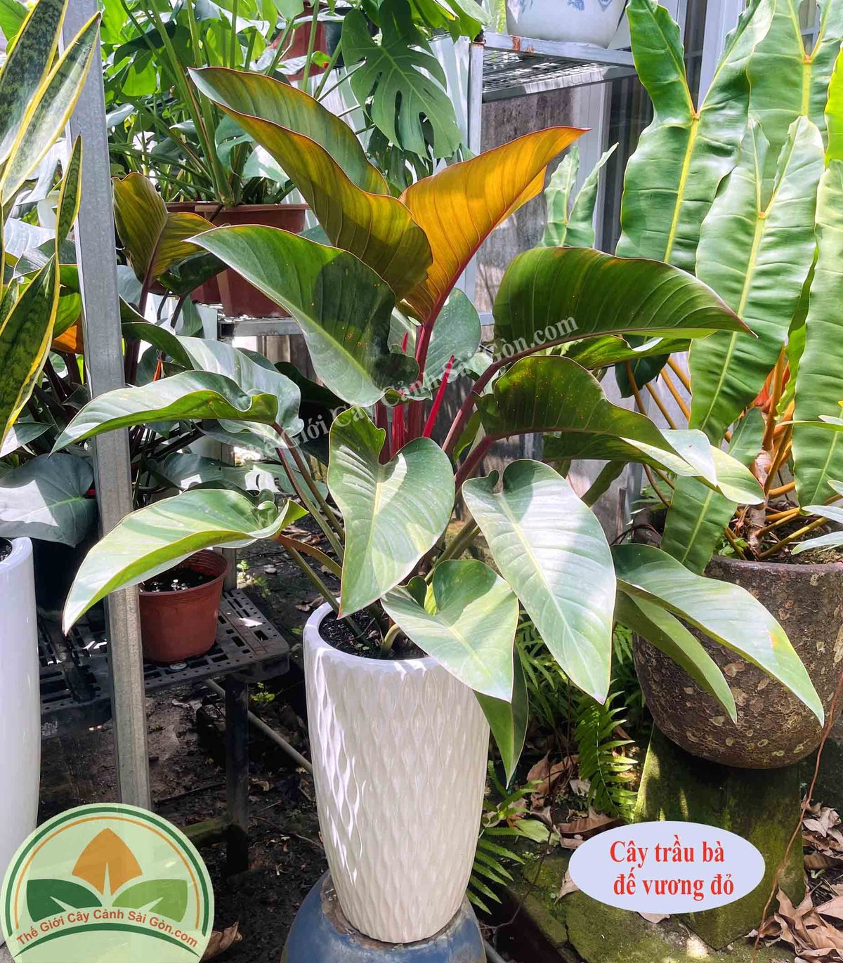 Cây Trầu Bà Đế Vương Đỏ