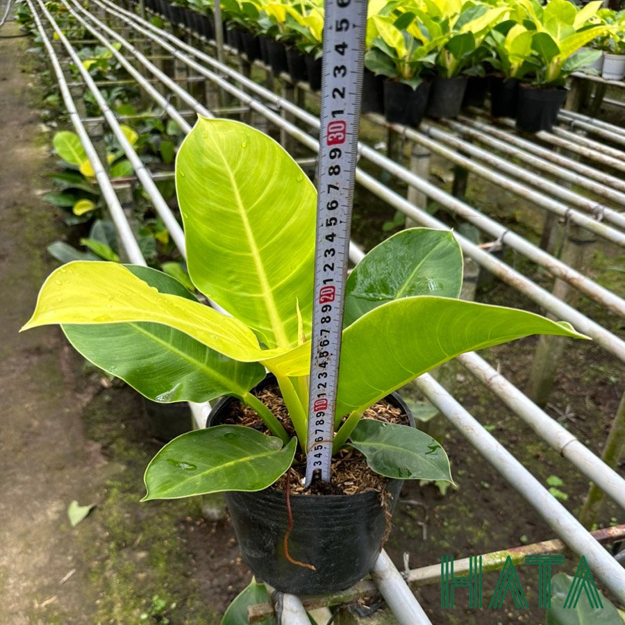Cây Trầu Bà Đế Vương Vàng