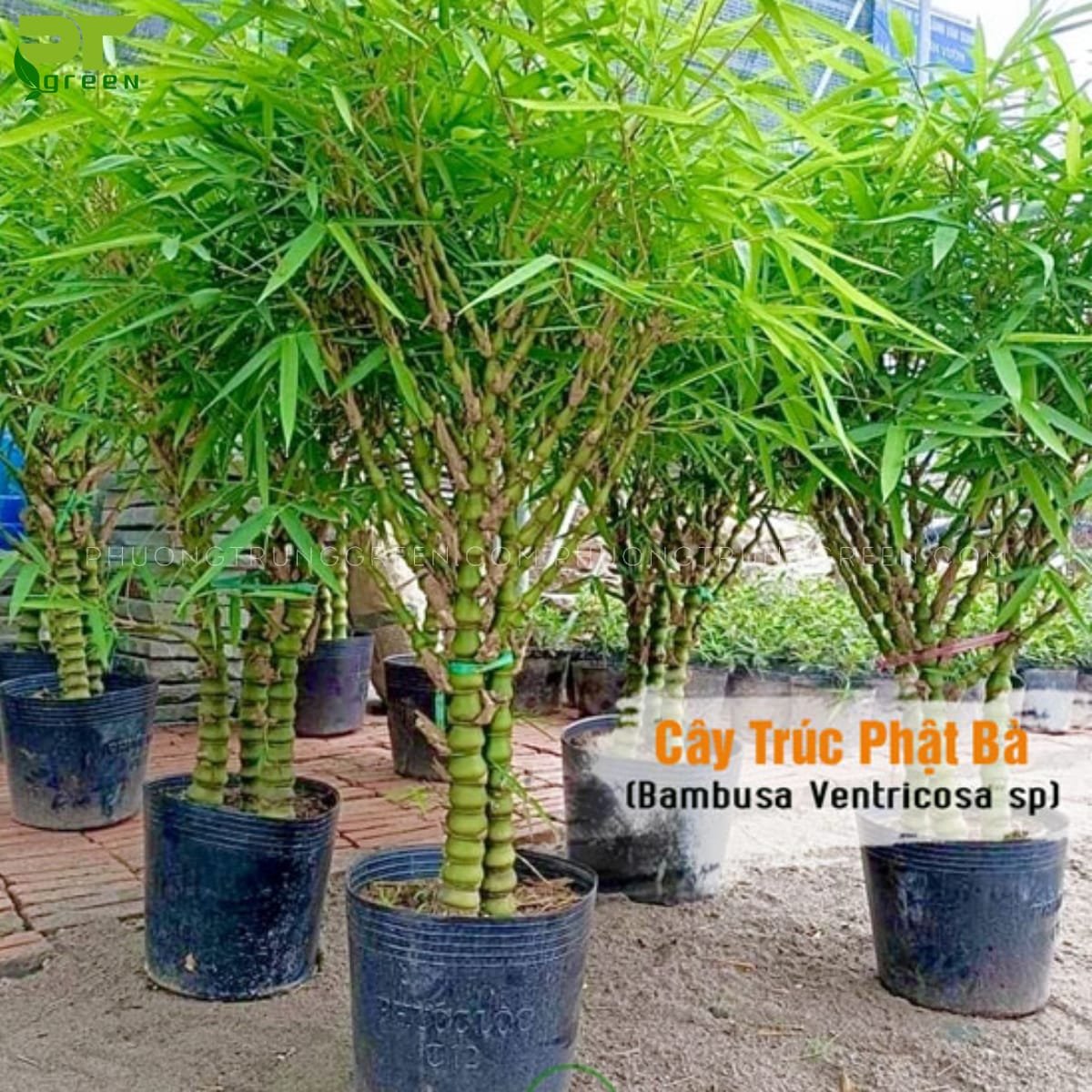 Cây Trúc Phật Bà