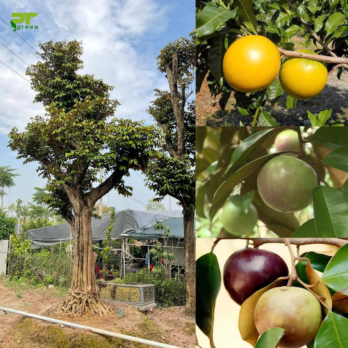 Cây Vú Sữa