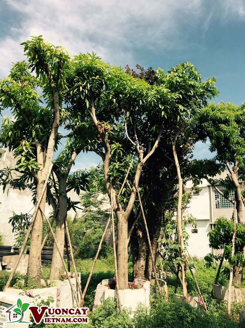 Cây Xoài Cổ Thụ