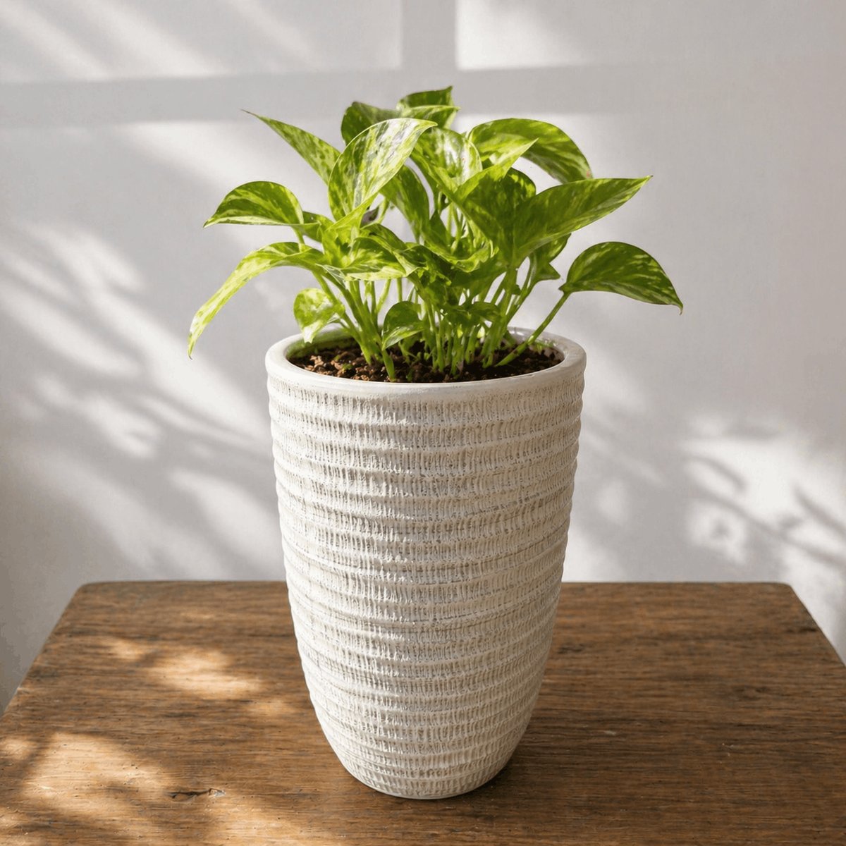 Chậu gốm cao cấp (30cm)