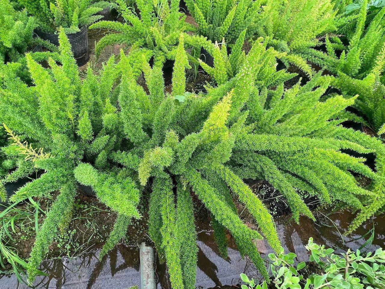 Cây mới về (Tùng & bonsai) 5