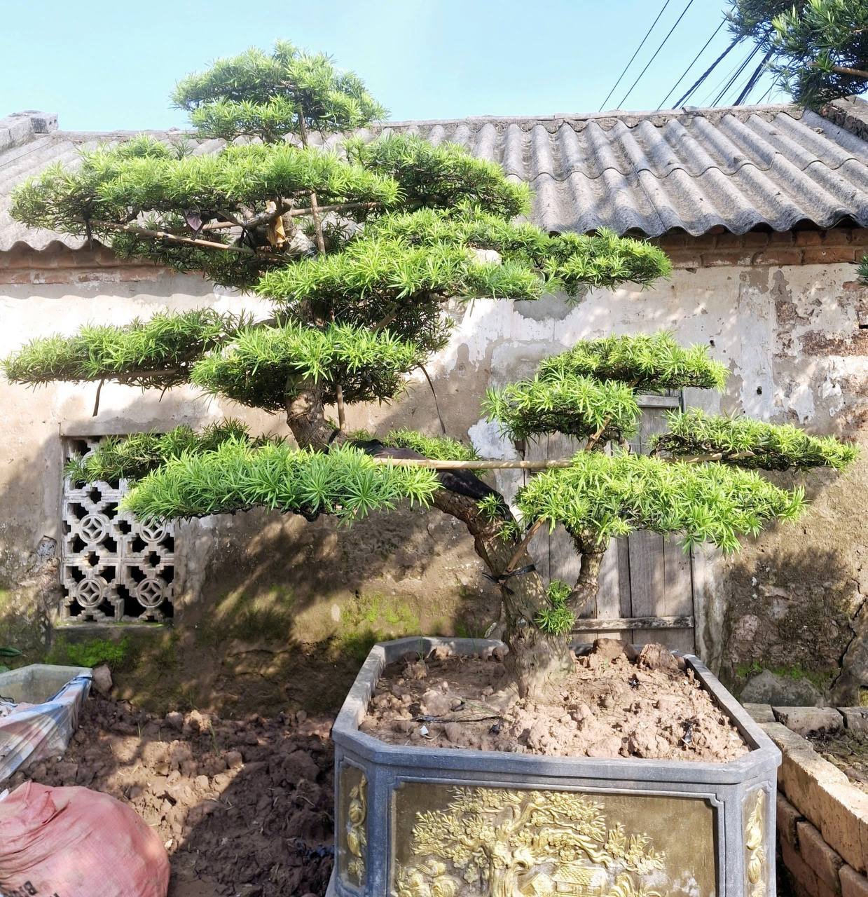Cây mới về (Tùng & bonsai) 6