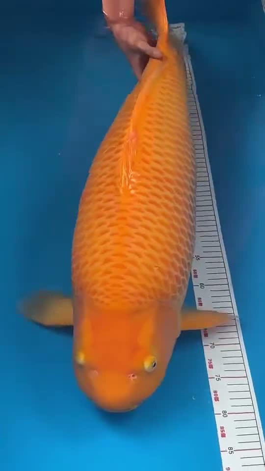 Kỹ thuật Thi công Hồ Cá Koi
