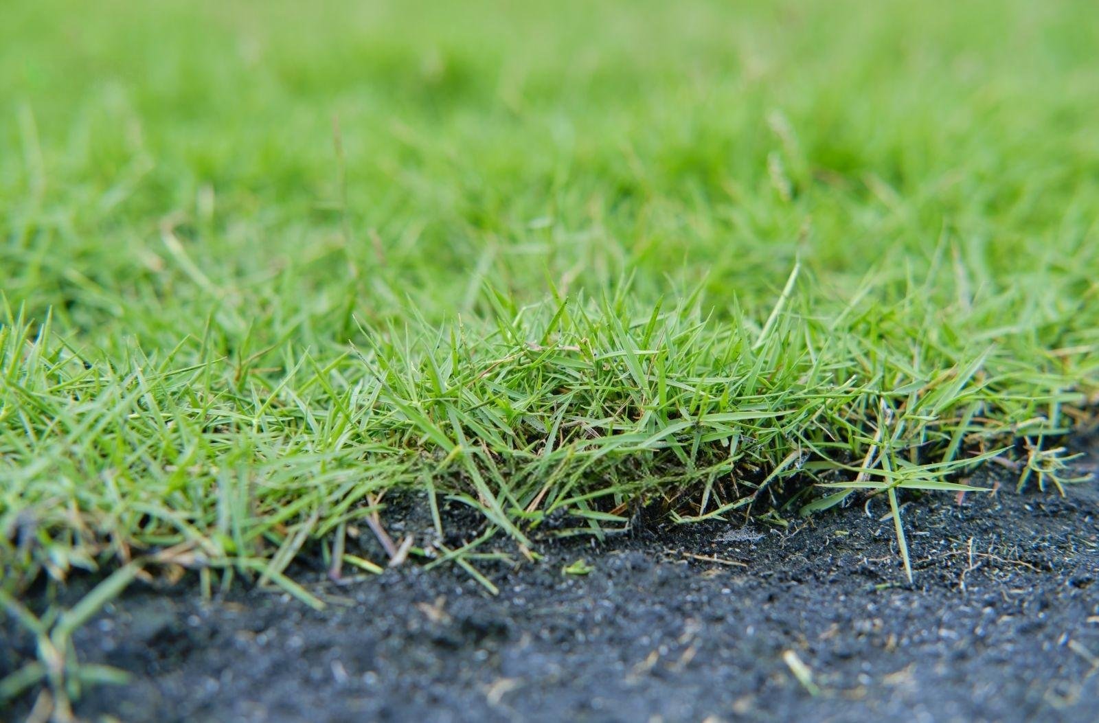 Kỹ thuật Thi công Vườn Tự nhiên / Prairie
