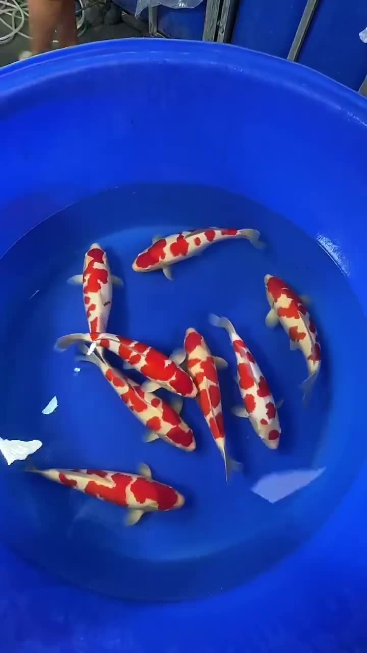 Kohaku