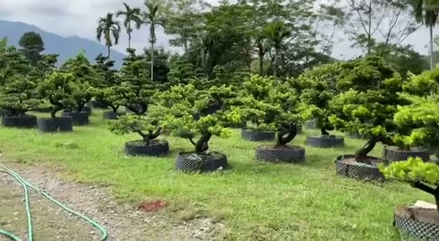 Tùng bonsai & thác